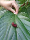 Closeup Morus nigra Mulberry on a large leaf held by female hand