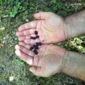 Closeup Morus nigra Mulberry in man hands Royalty Free Stock Photo