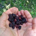 Closeup Morus nigra Mulberry in man hands Royalty Free Stock Photo