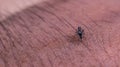 Closeup of mosquito biting human skin.