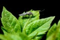 Mosquito on a leaf