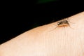 Closeup of mosquito on human skin. Selective focus and crop fragment.