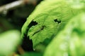 Closeup of a mosquito perched on a green leaf