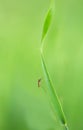 Mosquito resting on grass