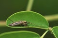 Closeup Of A Mosquito Resting On A Leaf Royalty Free Stock Photo