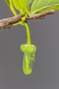 Mosquito Resting On A Sugar Apple, Sweetsop Bud