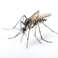 closeup mosquito on white background