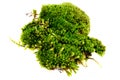 Closeup moss Royalty Free Stock Photo