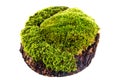 Closeup moss Royalty Free Stock Photo