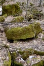 Closeup of moss covered limestone along hiking trail at Pretty River Valley