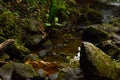 Closeup  of moss-covered rocks and green plants by a small river in a forest Royalty Free Stock Photo