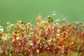 Closeup moss in forest after rain