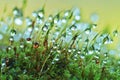 Closeup moss