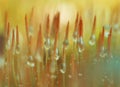 Closeup moss in forest after rain Royalty Free Stock Photo
