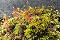 Moss