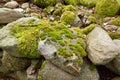 Closeup of moss growing on rough rocky terrain in a forest. A quiet calm environment with green plants covering boulders