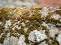 Closeup of moss growing on a stone wall Royalty Free Stock Photo