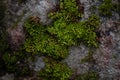 Closeup of moss growing on stone in the wilderness Royalty Free Stock Photo