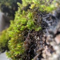 Green Moss closeup on tree