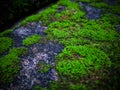 CloseUp moss and lichen on the rock in the forest Background