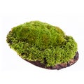 Closeup moss Royalty Free Stock Photo