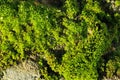 Closeup of moss. Occur naturally. Royalty Free Stock Photo