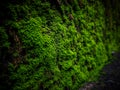 Closeup Moss on rock wall background