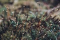 Closeup moss spores