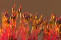 Closeup of moss sporophytes in morning light