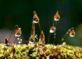 Closeup moss and the sun rays in drops Royalty Free Stock Photo