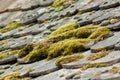 Moss on terra cotta tiles on roof Royalty Free Stock Photo