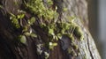 Closeup of moss and tiny plants growing on tree bark Royalty Free Stock Photo