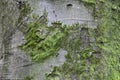 Closeup of moss on trunk of beech tree