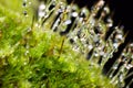 Closeup moss and water drop