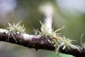 Closeup of moss on a woody treen branch Royalty Free Stock Photo