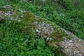 Closeup of a mossy fallen tree log