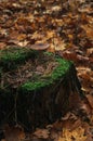Closeup of mossy stump with a mushroom above