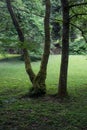 Mossy tree trunks in a meadow