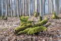 Closeup of mossy wood piece in winter forest covered by dry fallen leaves Royalty Free Stock Photo