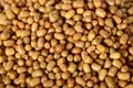 Closeup Of Moth Beans, Indian name Matki Royalty Free Stock Photo