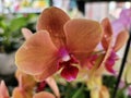 Closeup of moth orchid with water droplets on petals