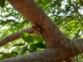 Closeup of a moth sitting on a tree trunk on background of foliage Royalty Free Stock Photo