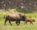 Closeup of mother bison with calf in Custer State Park, Black Hills, SD, USA Royalty Free Stock Photo