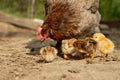 Closeup of a mother chicken with its baby chicks on the farm. Hen with baby chickens Royalty Free Stock Photo