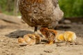 Closeup of a mother chicken with its baby chicks on the farm. Hen with baby chickens Royalty Free Stock Photo