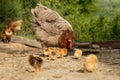 Closeup of a mother chicken with its baby chicks on the farm. Hen with baby chickens