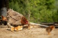 Closeup of a mother chicken with its baby chicks on the farm. Hen with baby chickens Royalty Free Stock Photo