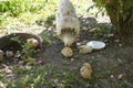 Closeup of a mother chicken with its baby chicks on the farm. Hen with baby chickens.