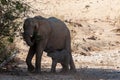 Desert elephant with its feeding calf Royalty Free Stock Photo