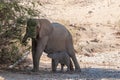 Desert elephant with its feeding calf Royalty Free Stock Photo